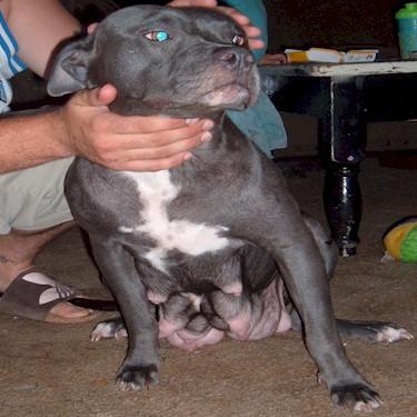 Whatleys Electra Pit Bull Front.jpg